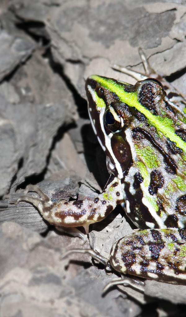 Лягушка на серых камнях