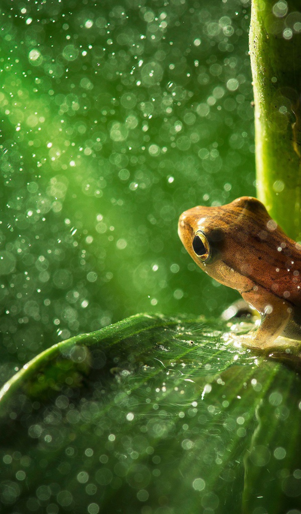 Лягушка пережидает дождь сидя на листике