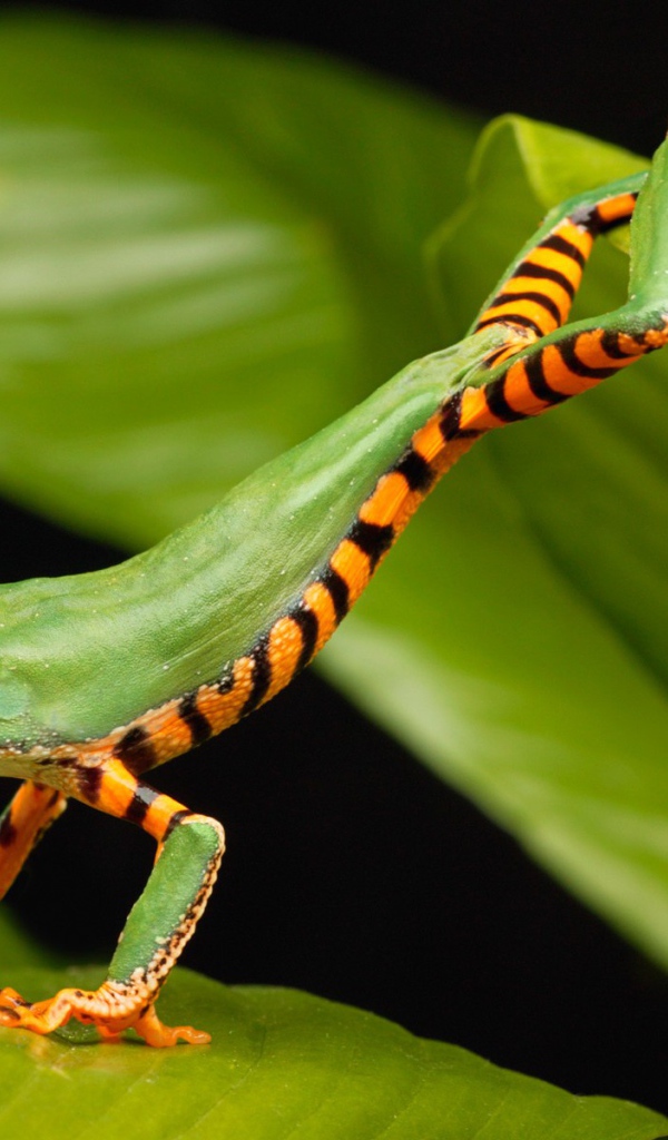 Лягушка стоит на двух листьях