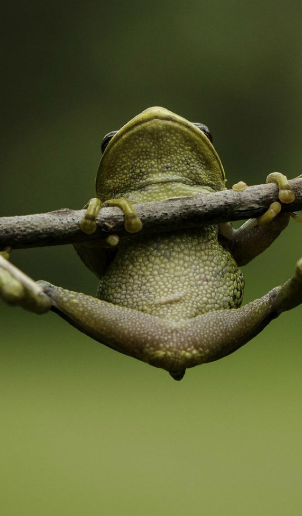 Лягушка пытается удержаться на ветке