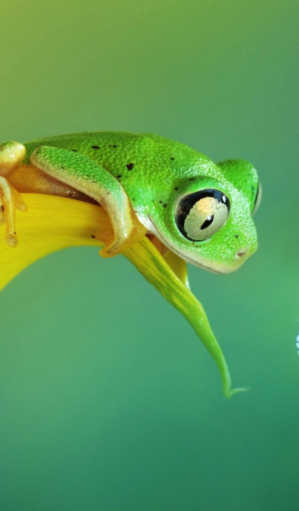 Лягушка хочет съесть бабочку