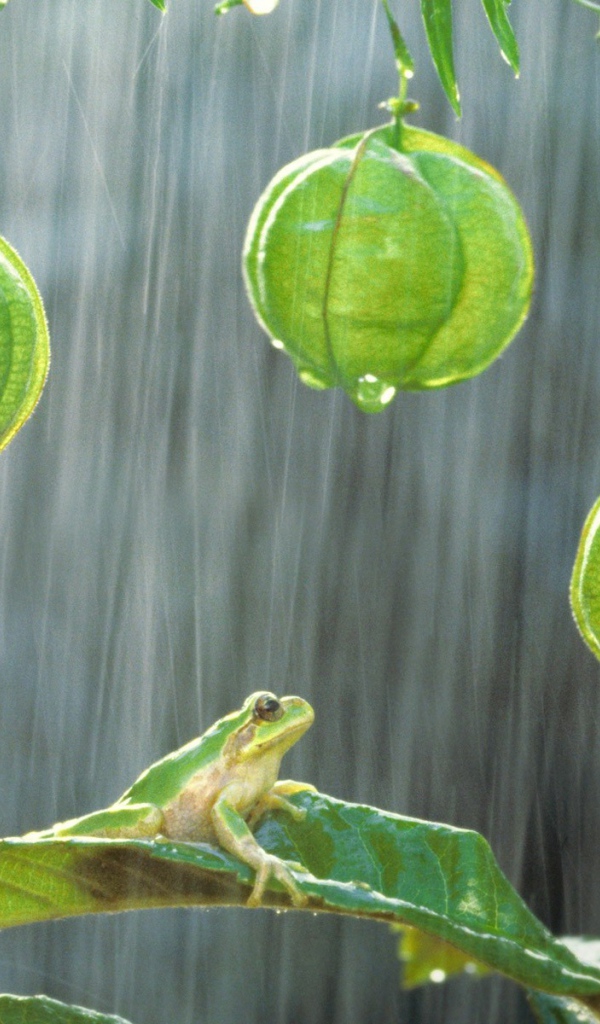 Лягушки на растениях под дождем