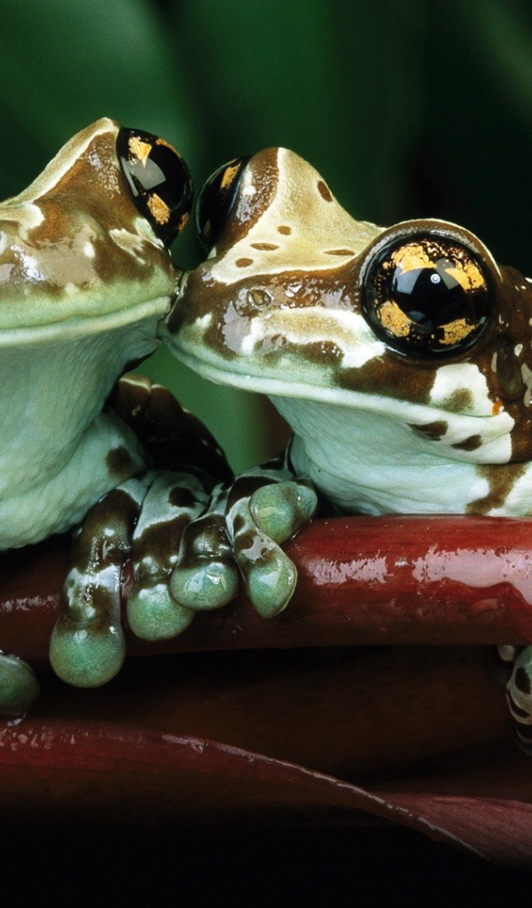 Лягушки с желтыми пятнами на глазах