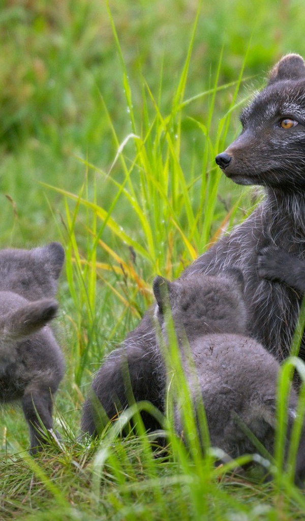 Забавные зверьки играют в траве