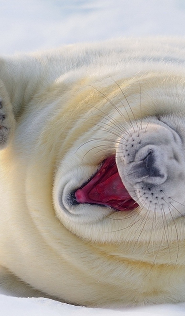 Забавный белый тюлень