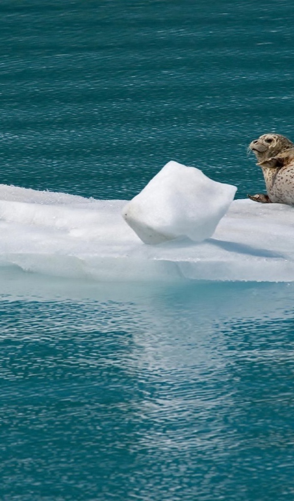 Морской котик на льдине