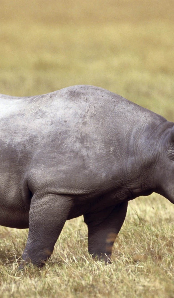 Серый носорог на поле с сухой травой