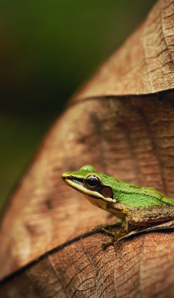 Зеленая лягушка на коричневом листе