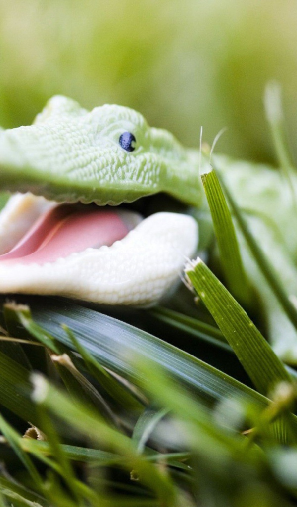 Зеленый крокодильчик в траве
