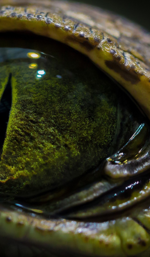 Зеленый глаз крокодила