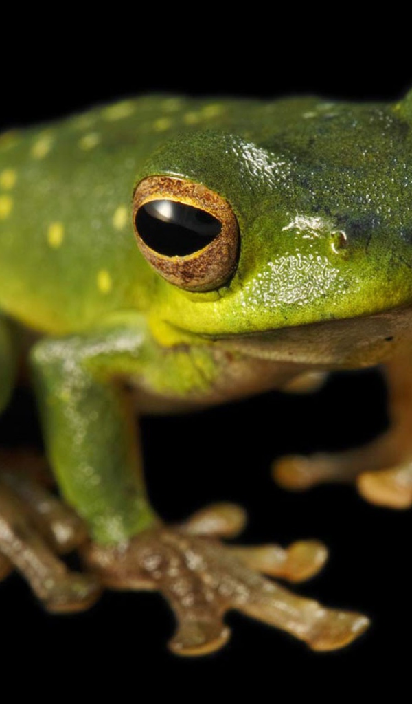 Зеленая лягушка сидит на черной поверхности