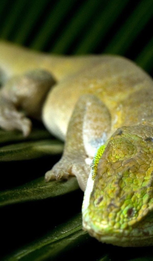 Зеленая ящерица спит на большом листе