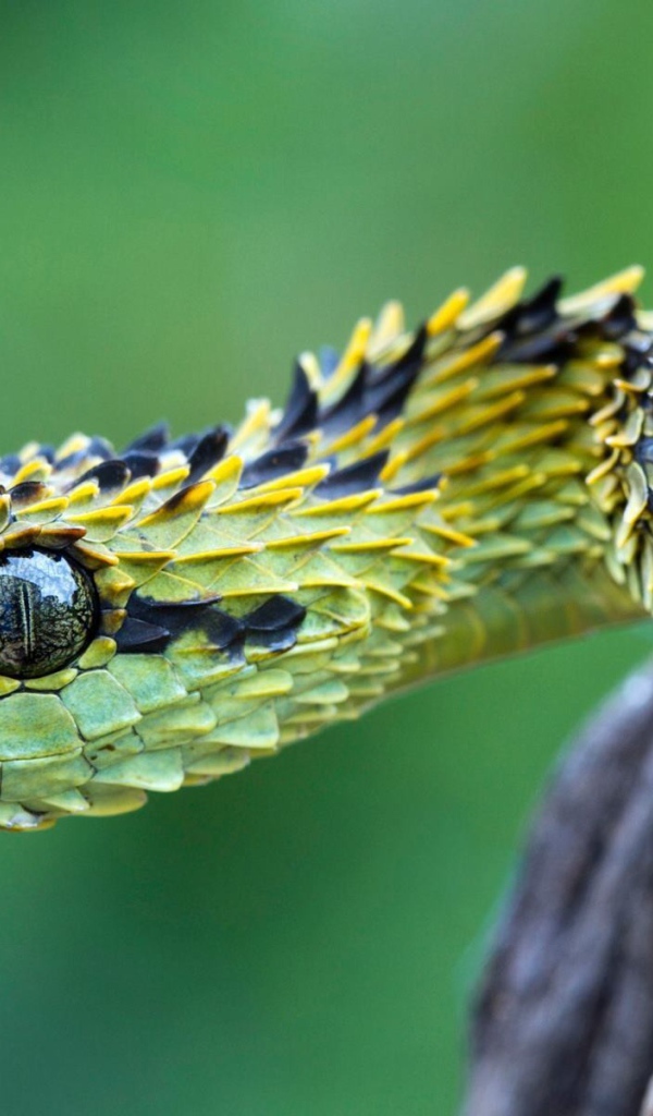 Зеленая гадюка с чешуйками