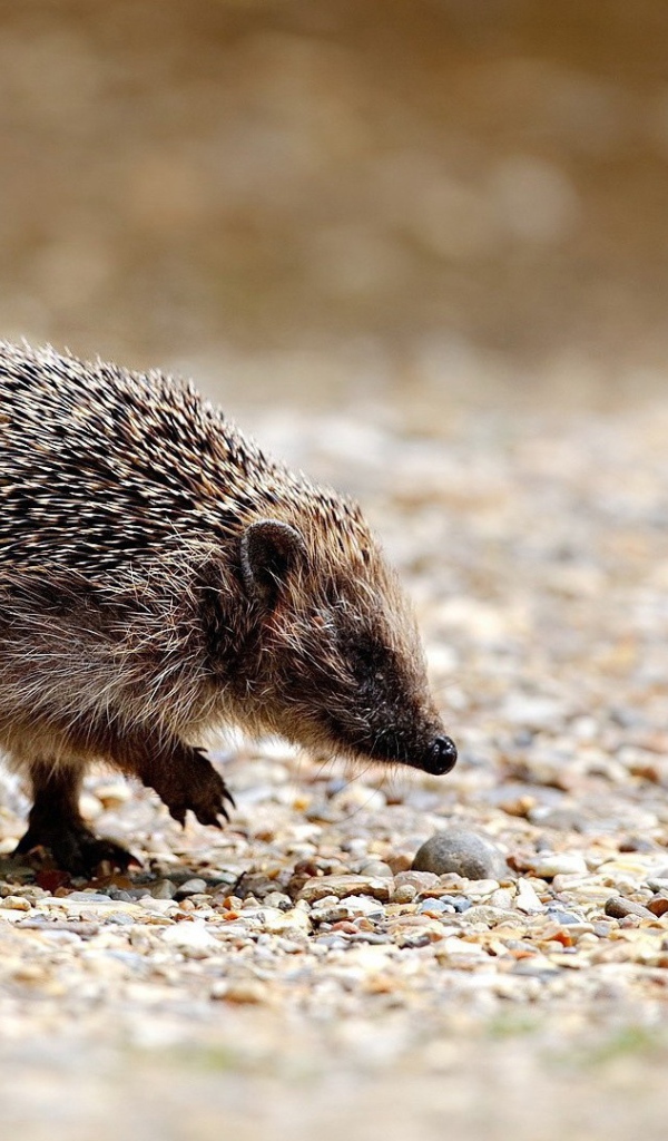 Ежик идет по своим делам