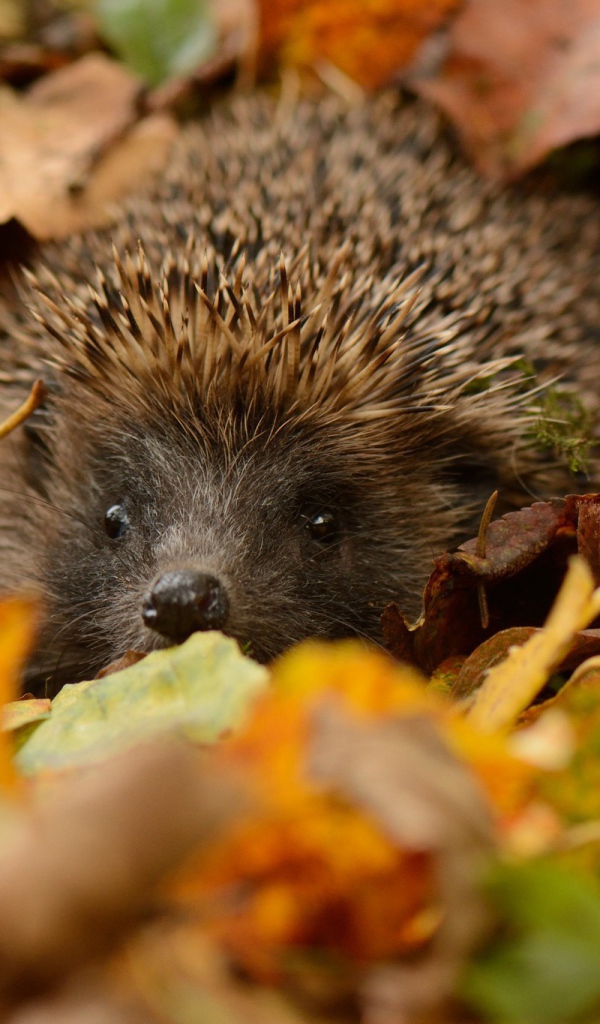 Еж прячется в листьях