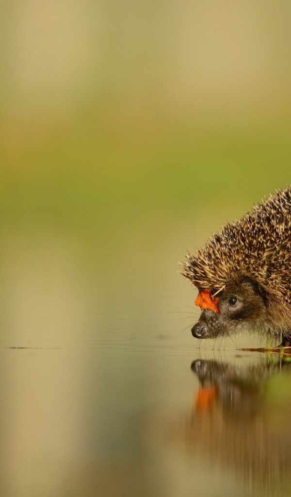 Ежик у воды на водопое