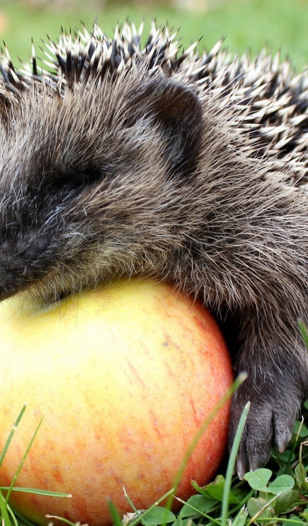 Ежик сидит на яблоках