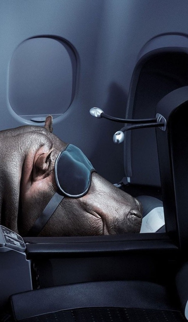 Бегемот спит в самолете