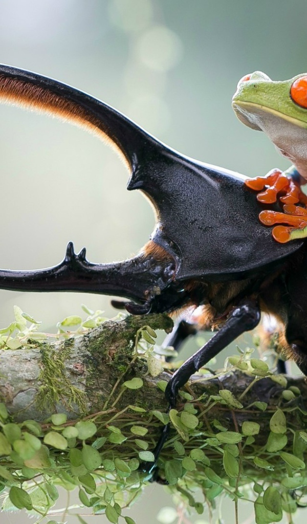 Лягушка оседлала рогатого жука