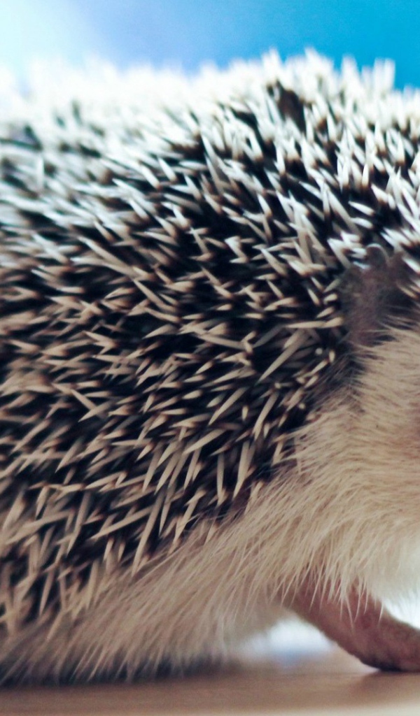 Плохо быть ёжиком, никто не погладит
