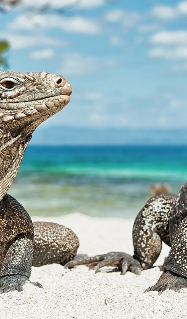 Игуаны на берегу моря