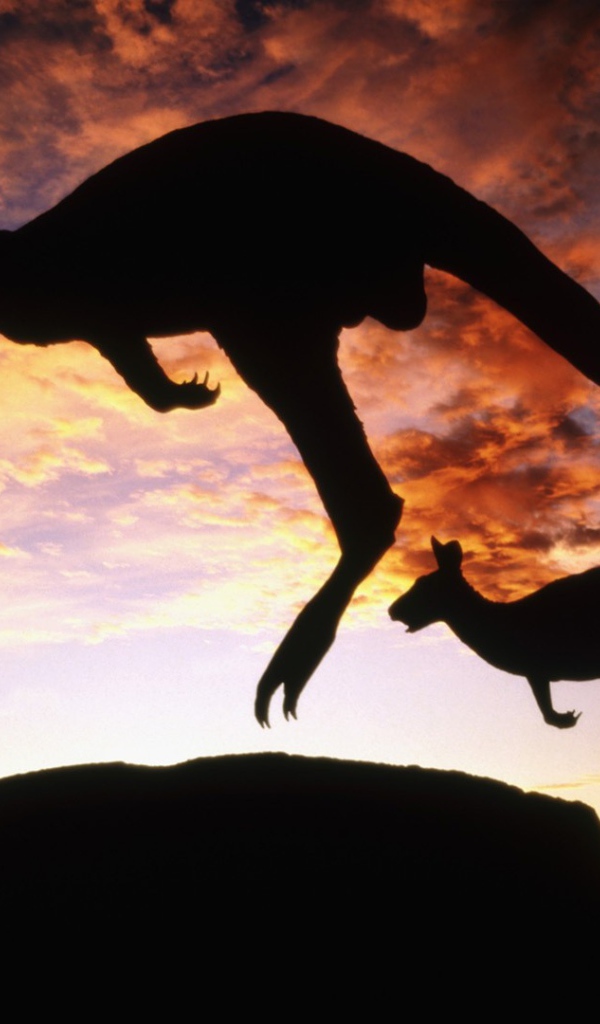 Кенгуру прыгают на фоне вечернего неба
