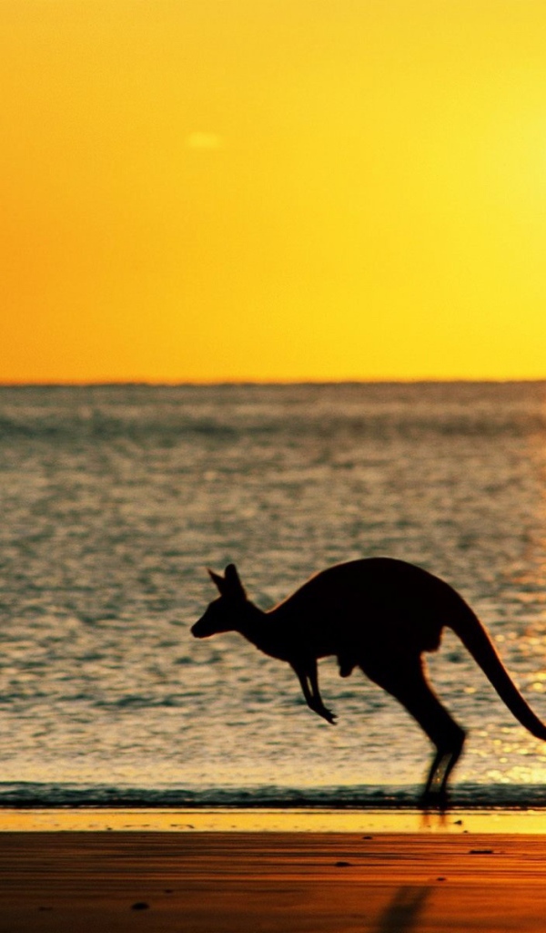 Кенгуру на фоне моря в Австралии