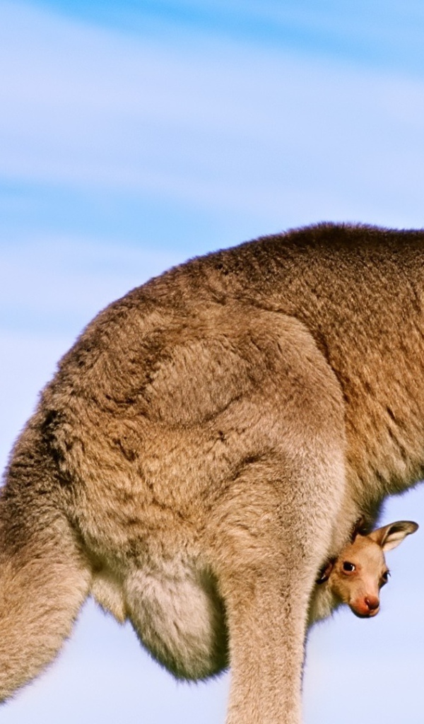 Кенгуру с детенышем в сумке