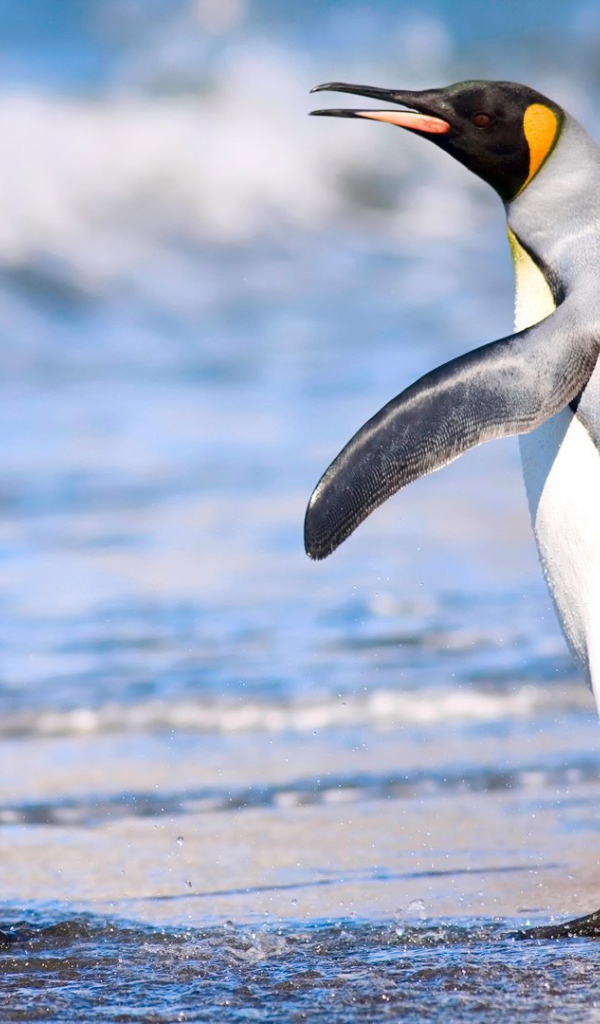 Кергеленский морской котик и королевский пингвин
