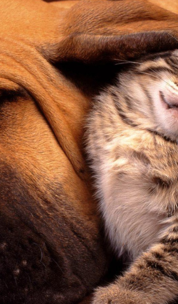 Котенок под ухом собаки