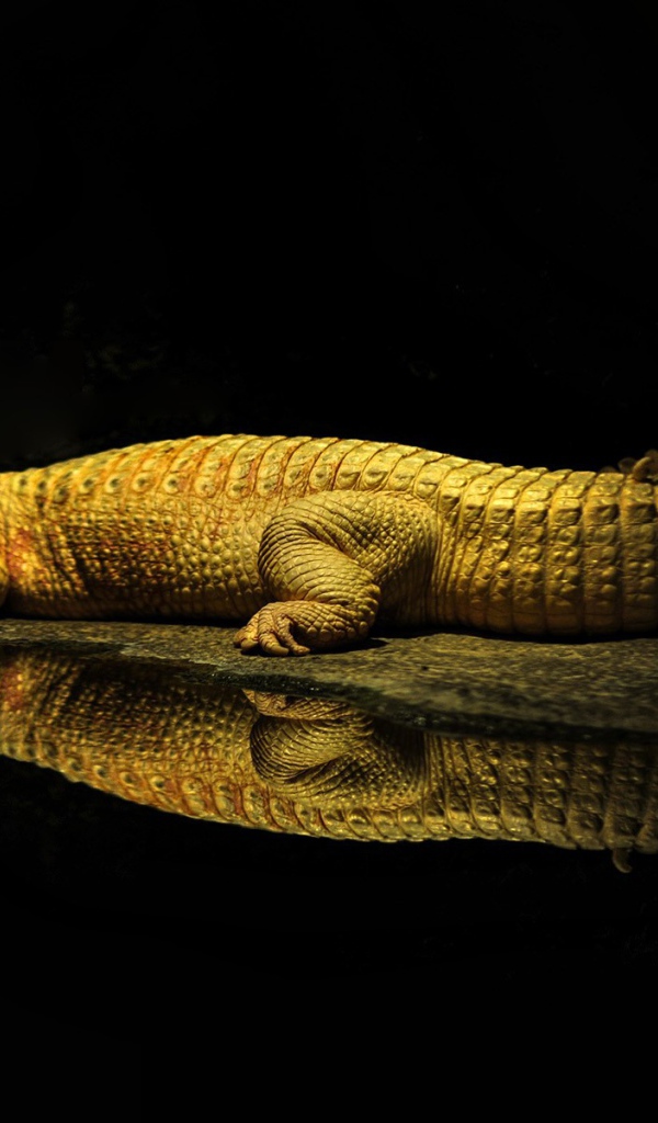 Фонарь освещает крокодила