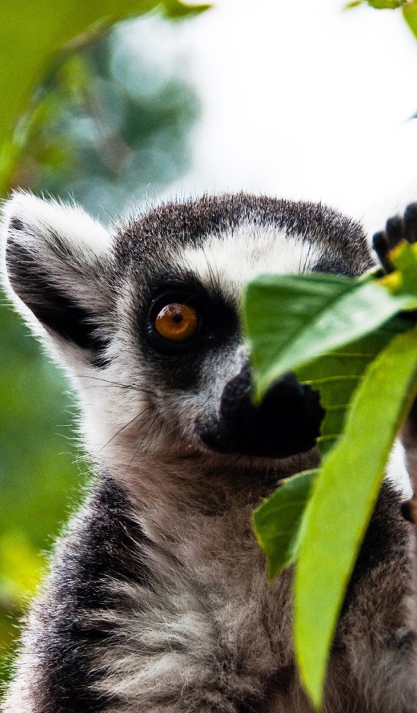 Лемур прячется за листиком