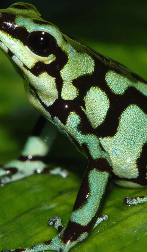 Светло зеленая лягушка с черными пятнами