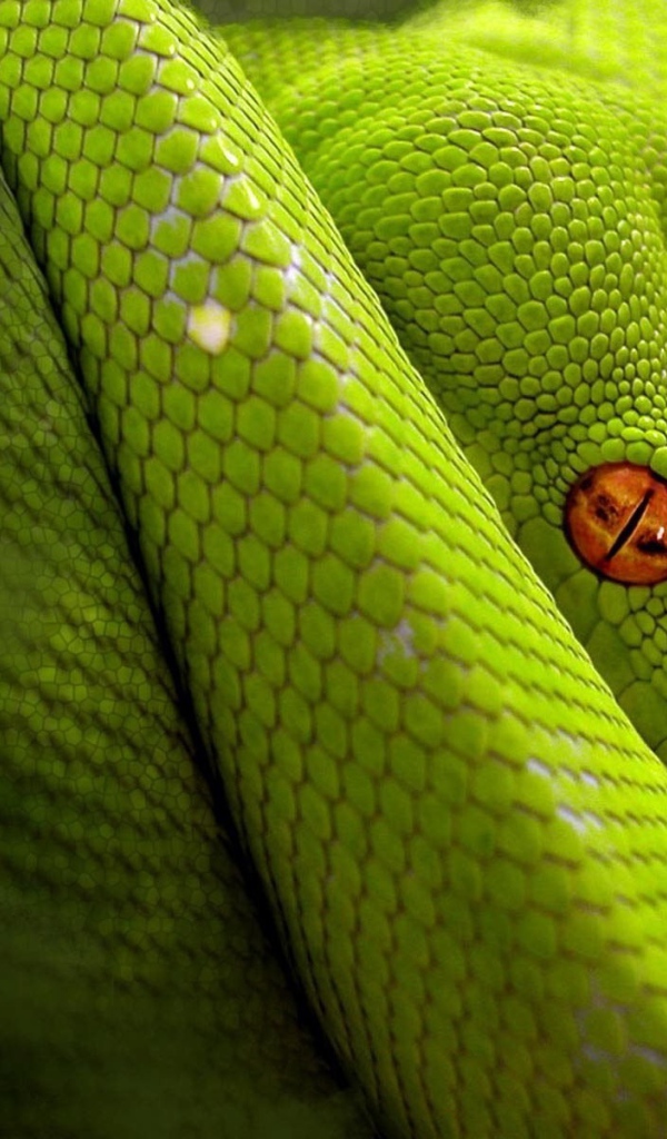 Светло зеленая змея с оранжевыми глазами