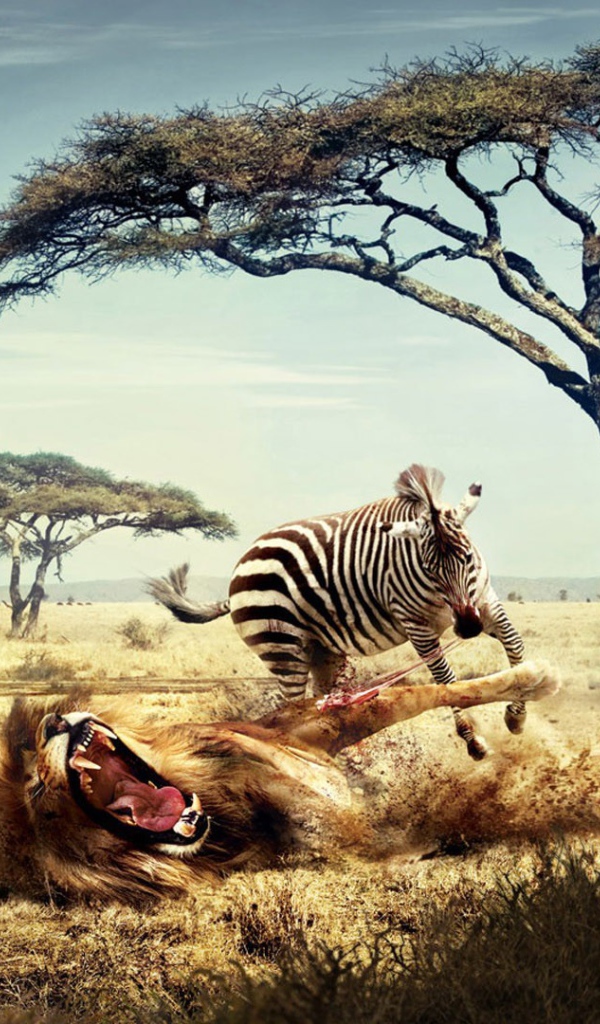 Лев и зебра в Африке