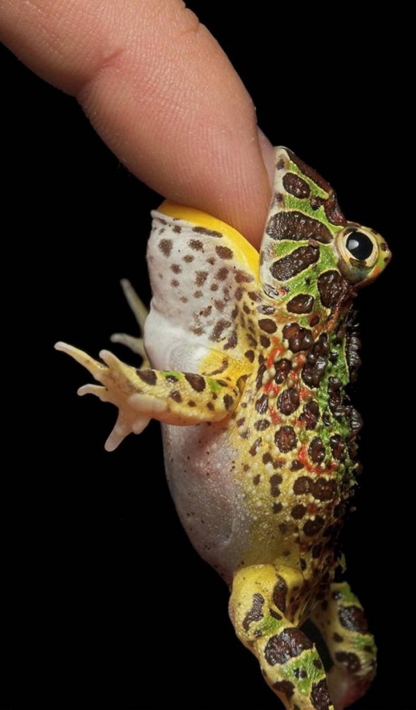 Маленькая лягушка на пальце