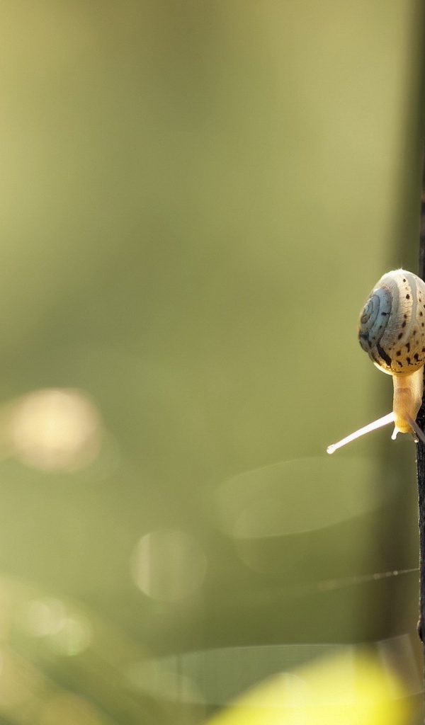 Маленькая улитка ползет вниз по черной ветке