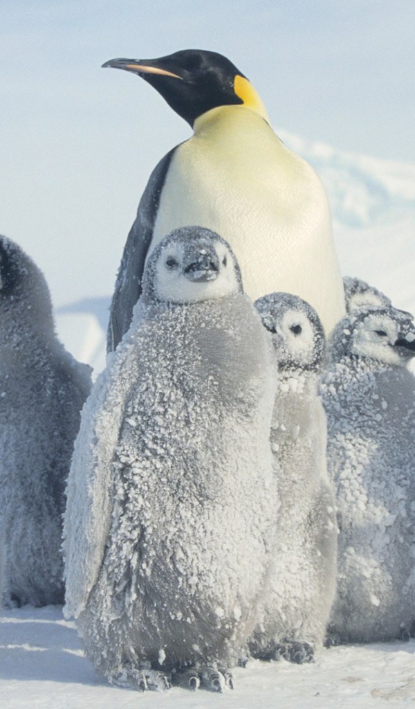 Мама пингвин с выводком