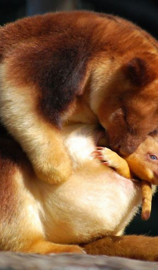 Сумчатое животное с детенышем в Австралии