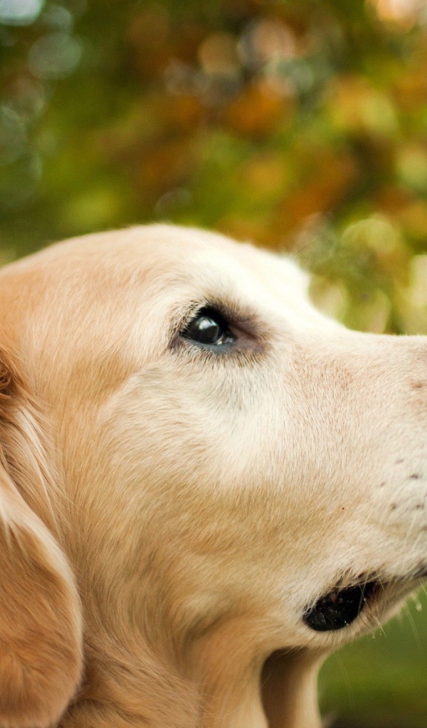 Бабочка монарх на носу собаки