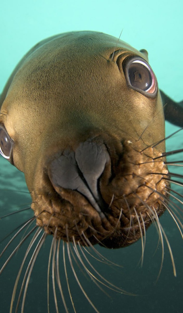 Усатый морж под водой