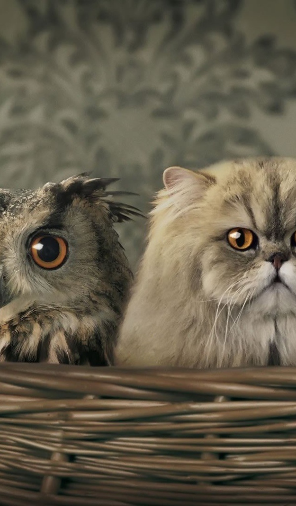 Сова среди котов