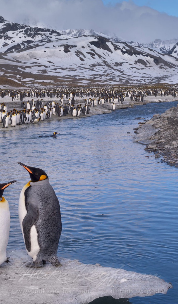 Пингвин стоит по пояс в воде