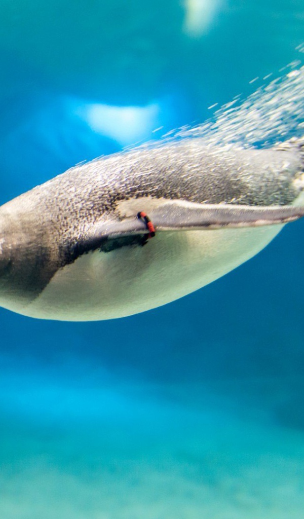 Пингвин под водой