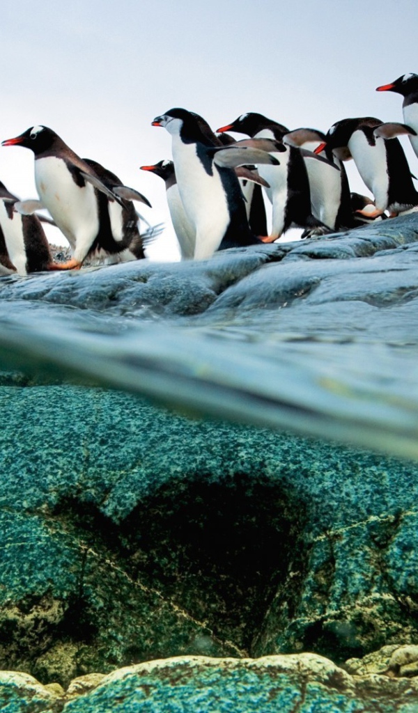 Пингвины идут ровной колонной