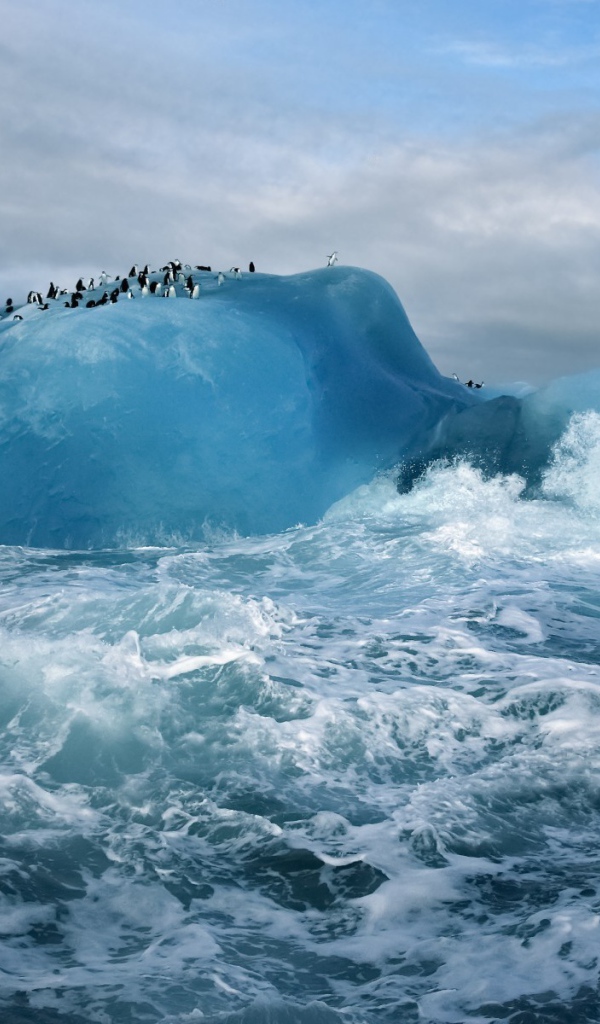 Пингвины на айсберге в бурном море