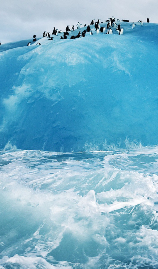 Пингвины на голубом льду айсберга