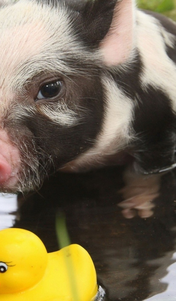 Поросенок и резиновая уточка