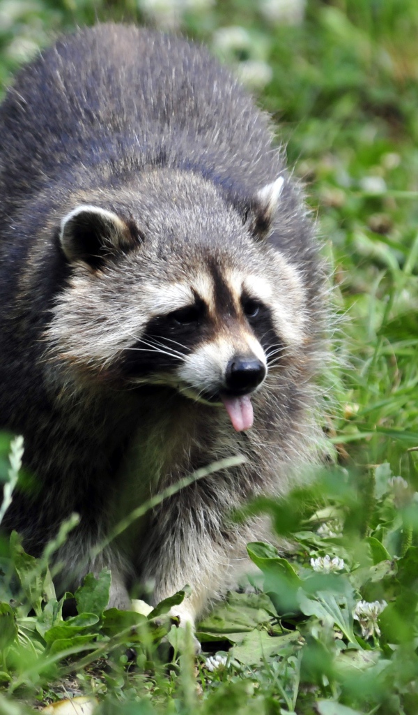 Енот-полоскун идет по зеленой траве