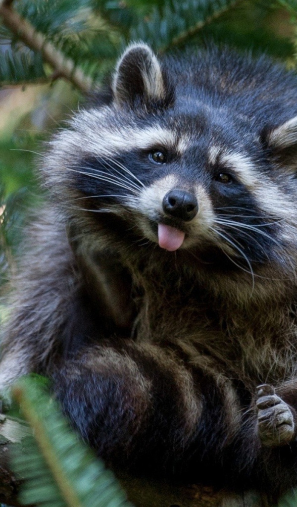 Енот-полоскун сидит на хвойном дереве